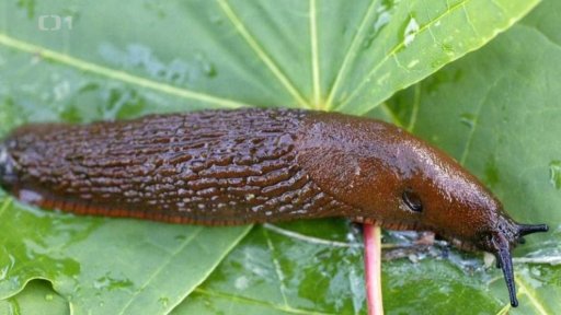 Na slimáky ekologicky