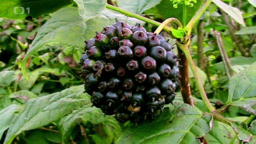 Zakládáme bio záhon - 3. část