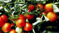 Rajčata vyžadují pravidelnou výživu