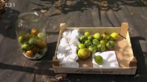 Péče o rajčata na začátku podzimu