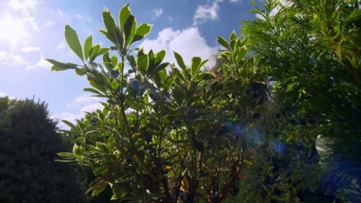 Jehličnany a okrasné dřeviny