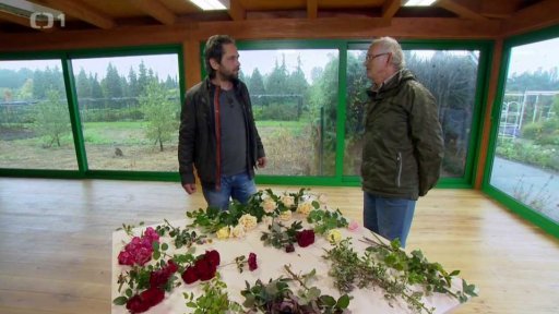 Královna květin na podzim