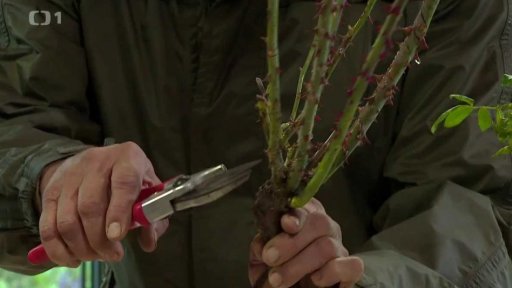 Královna květin na podzim