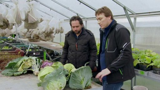 Zelí - pěstování