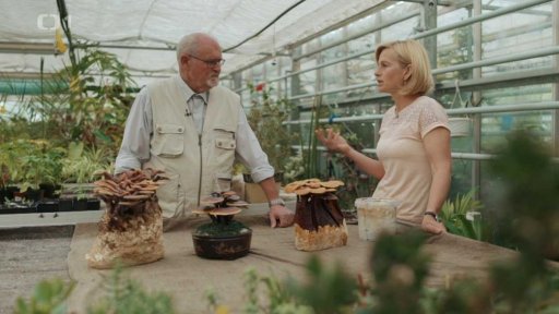 Proč jíst léčivé houby