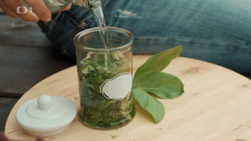 Tinktura z listů vachty