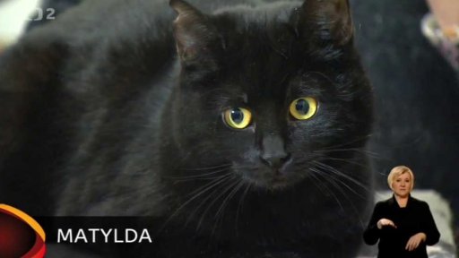 Kočičí dům Kocour Felix v Klecanech