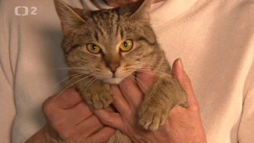 Nabídka koček z Mochova