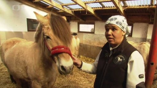 Fjordský kůň v ohrožení