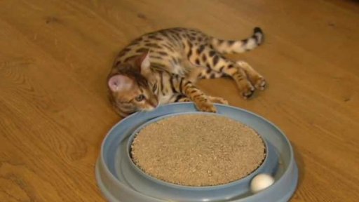 Chov bengálských koček a jeho specifika