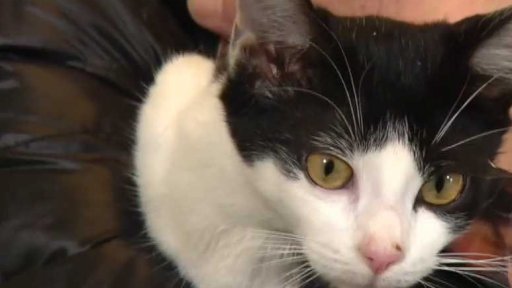 Nabídka koček z Úmonína