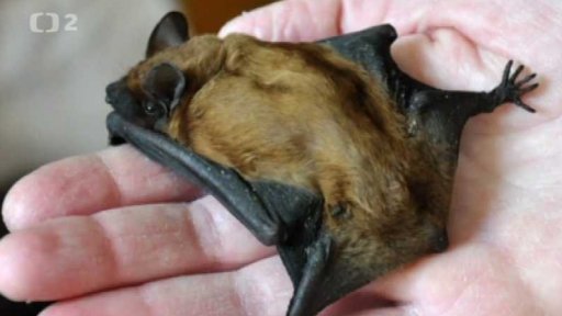 Netopýři ze Stromovky dostali nové budky