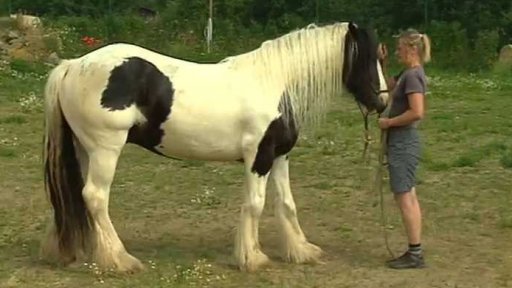 Než si osedlám koně