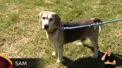 Nabídka psů a koček z Lučan nad Nisou