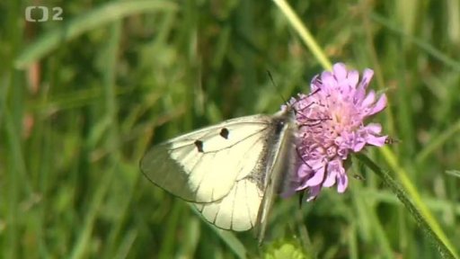 Projekt na záchranu kriticky ohroženého jasoně dymnivkového v Podyjí