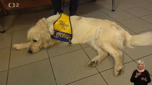 Aby se pes u veterinárního lékaře nebál