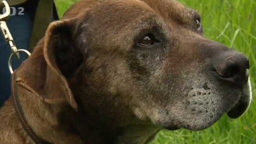 Nabídka psů z Chlumu u Hořic