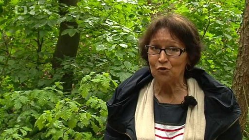 Umisťovací výstava opuštěných koček