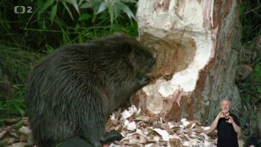 Na bobry jsme krátcí