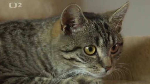 Nabídka koček z Vrbičan