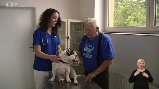 Nenechávejte v létě zvířata v autě!