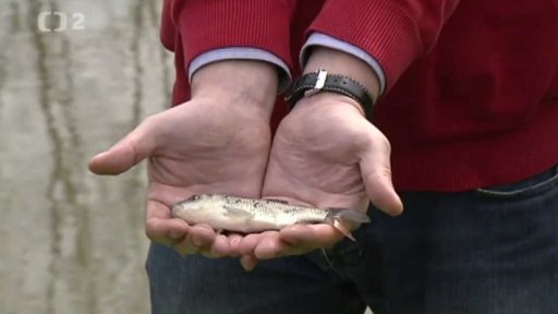 Kapr obecný – Cyprinus carpio (N)