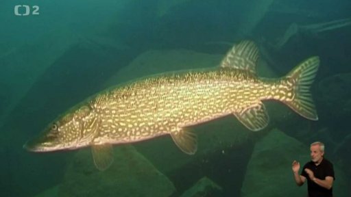 Štika obecná (Esox lucius)