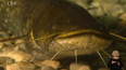 Sumec velký (Silurus glanis)