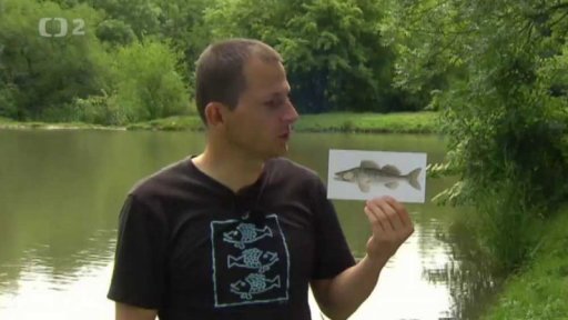 Candát obecný (Sander lucioperca)