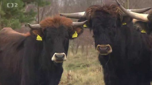 Pratuři v Čechách