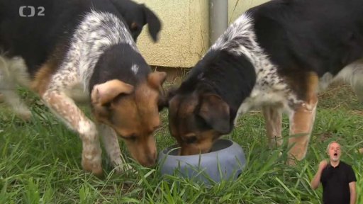 Český strakatý pes