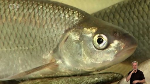 Jelec jesen (Leuciscus idus) a Jelec tloušť (Squalius cephalus)