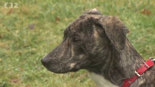 Nabídka psů a koček