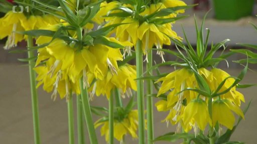 Řebčík královský