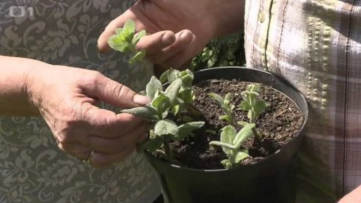 Rostlina odpuzující komáry a klíšťata