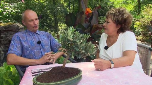 Bonsaj z olivovníku