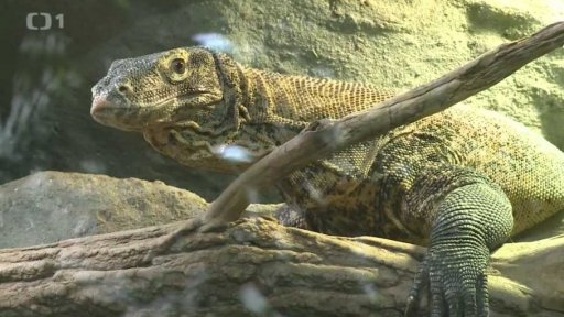 Světový objev v pražské ZOO