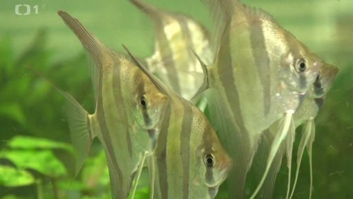 Akvaristika v Čechách