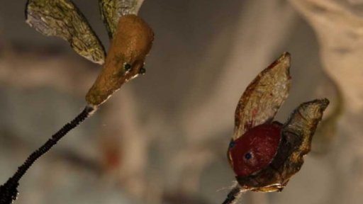 Zápletka (r. Stanislav Sekela, 2014, 9 min)