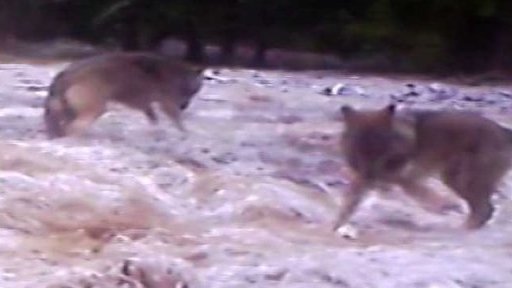 Vlčí směčka na Kokořínsku