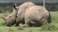 Marné pokusy o záchranu vzácného nosorožce