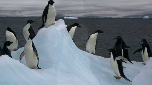 Umírání tučňáků kroužkových