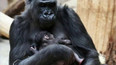 V pražské zoo se narodilo gorilí mládě