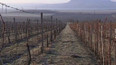 Škody vinařů po jarních mrazech