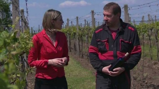 Stamilionové škody vinařů kvůli mrazu