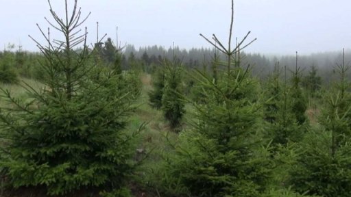 Záchrana krušnohorských lesů