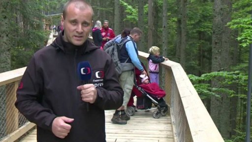 Vlčata v šumavském národním parku