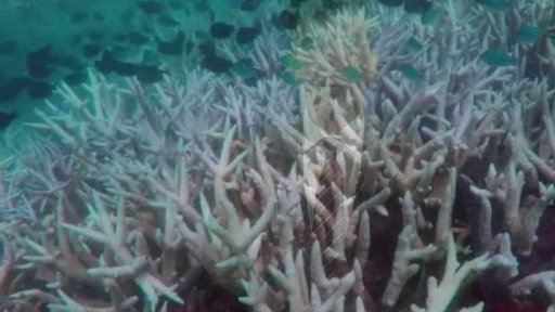 Korály Velkého bariérového útesu