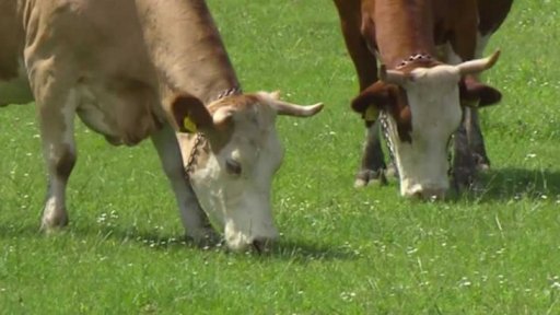 Prázdné pastviny v Česku