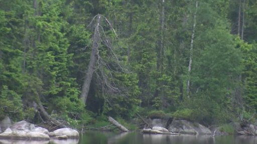 Nejstarší smrk v Česku